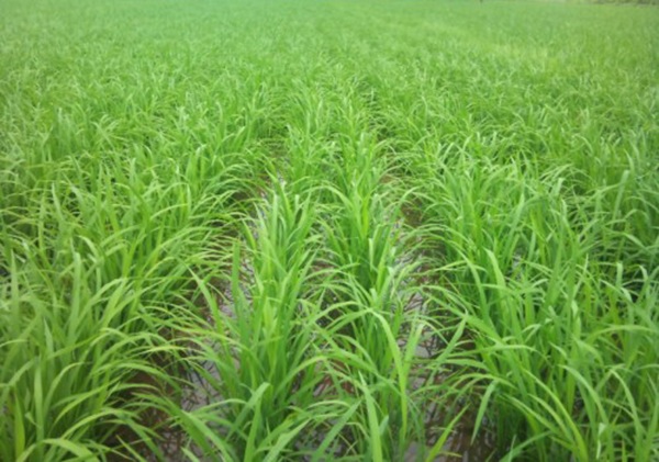 Độ pH của đất trồng lúa