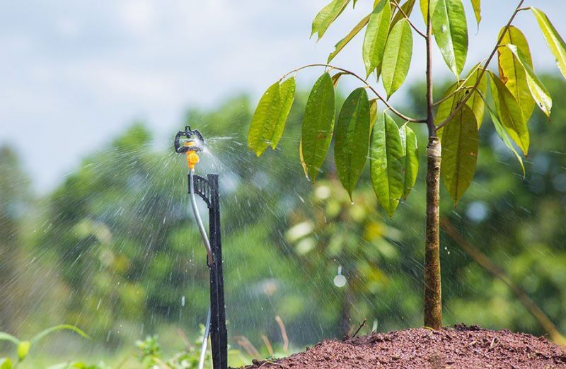 Độ mặn bao nhiêu thì tưới cây an toàn? 