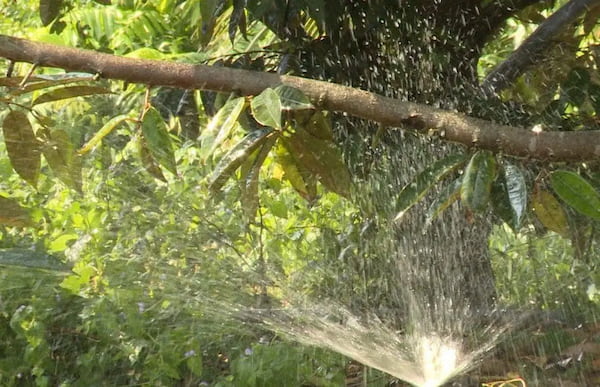 Độ mặn của nước có ảnh hưởng trực tiếp đến khả năng sinh trưởng của cây sầu riêng