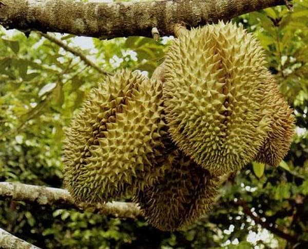 Độ mặn cho phép tưới sầu riêng là dưới 0.5 phần nghìn