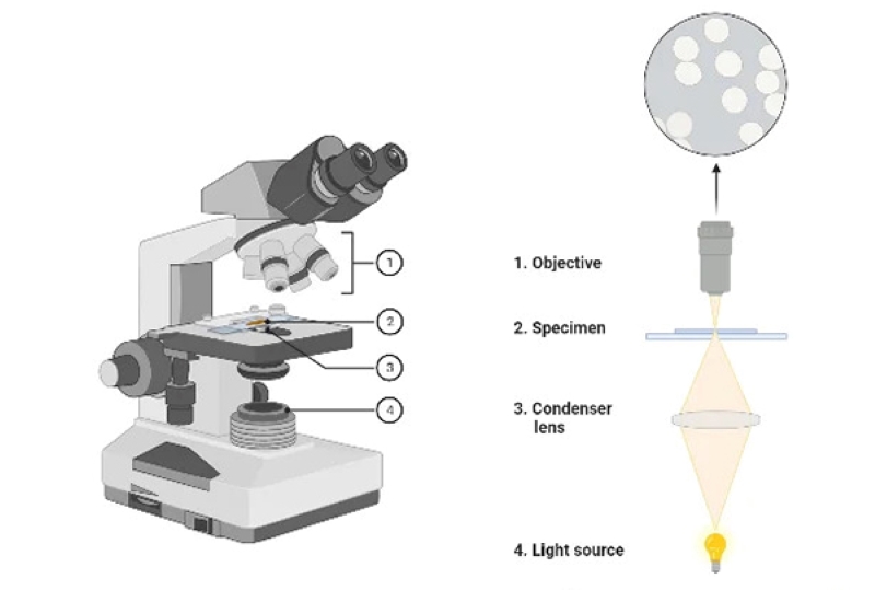 Kính hiển vi trường sáng có nguyên lý hoạt động đặc biệt