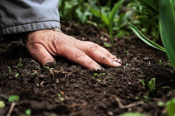 Độ ẩm đất có vai trò quan trọng như thế nào?