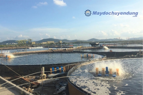 Đảm bảo nguồn nước có độ mặn phù hợp để tôm tích sinh trưởng và phát triển