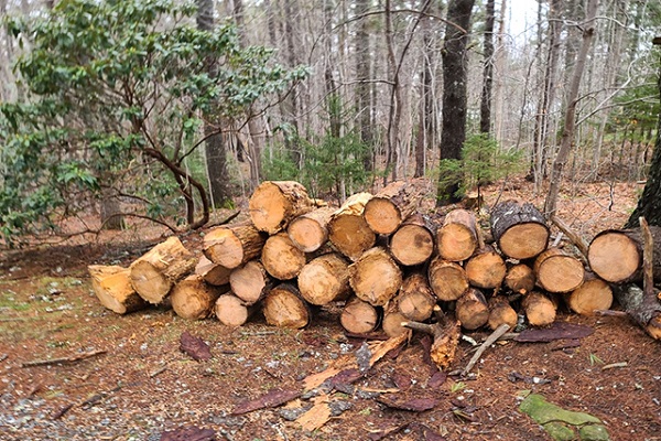 Tại sao cần xử lý gỗ tươi tự nhiên?