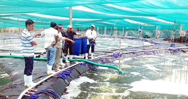 Chia sẻ cách tăng oxy hòa tan trong nước nuôi trồng thủy sản