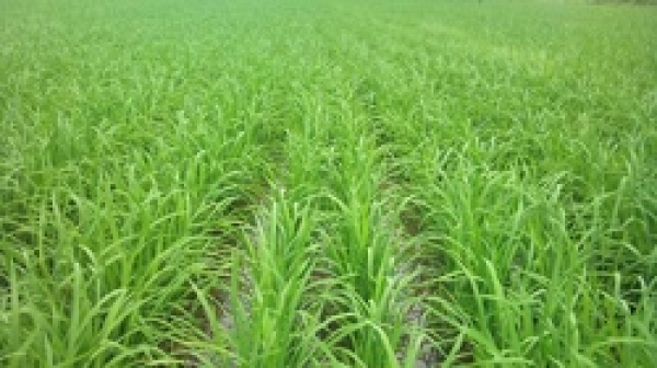 Độ pH của đất trồng lúa ảnh hưởng như thế nào?
