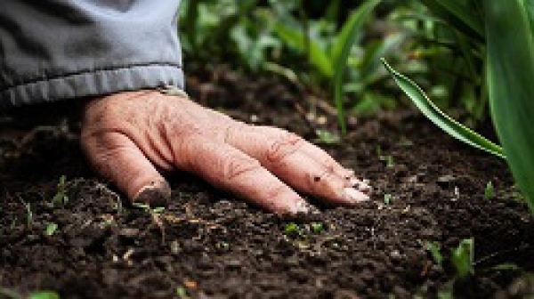 Độ ẩm đất thích hợp cho cây trồng phát triển tốt là bao nhiêu?