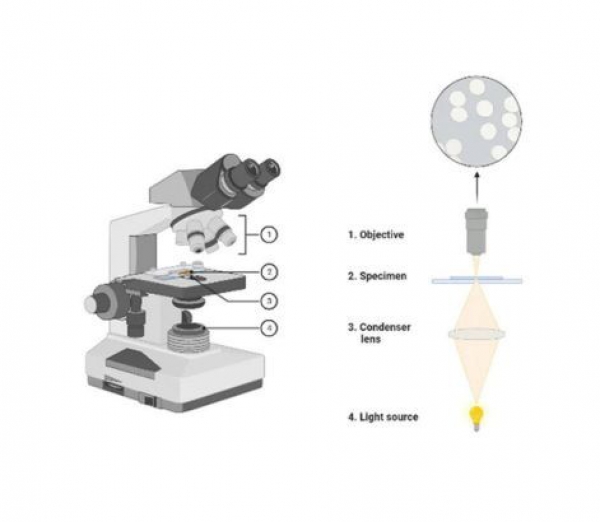 Tìm hiểu về kính hiển vi trường sáng và trường tối 