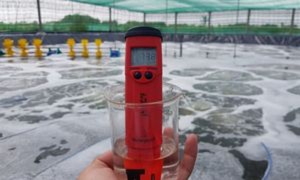 Bút đo pH bể cá nào tốt nhất? Top 4 model đo nhanh và chính xác