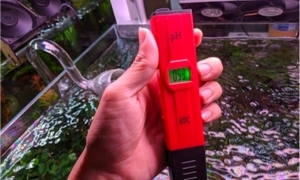 Hướng dẫn cách đo pH hồ cá chính xác cho người mới bắt đầu